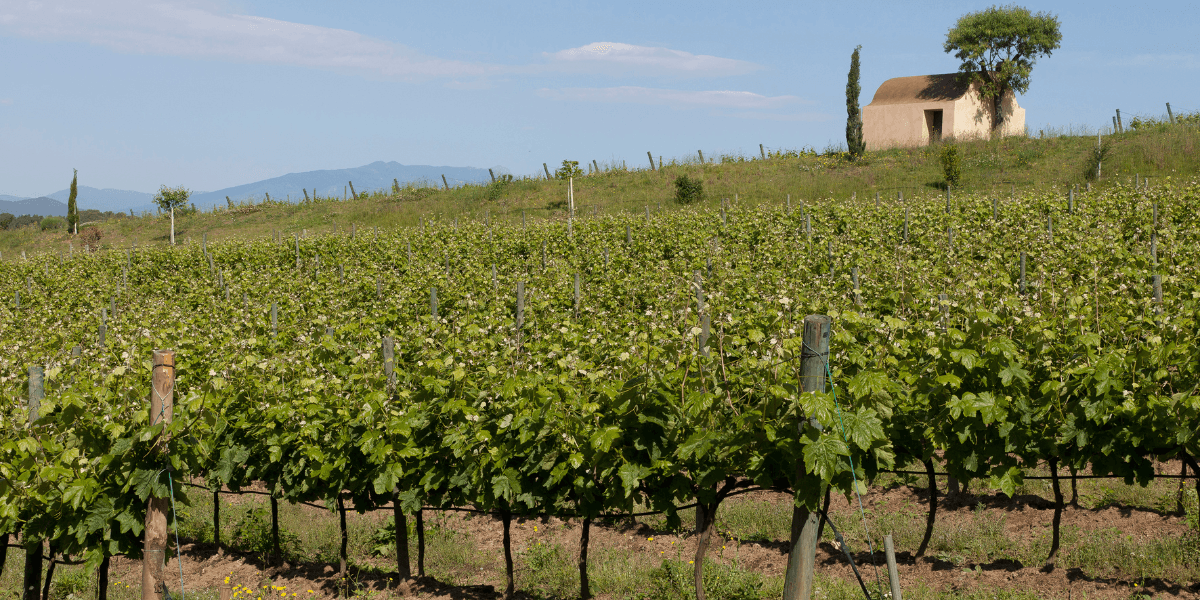 Vineyard Visit and Cava Tasting in Blanes – Ses Vernes 3
