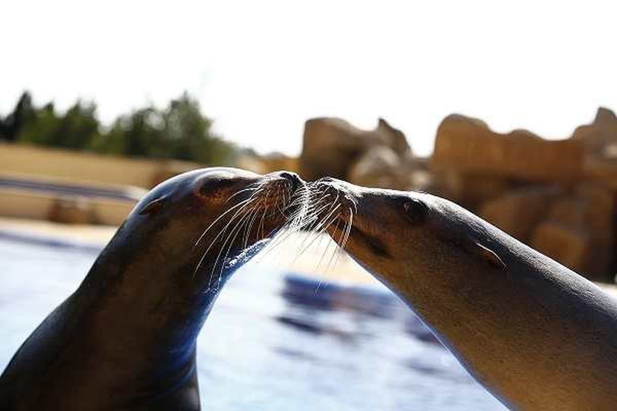 Marineland delfinario & parque acuático 5